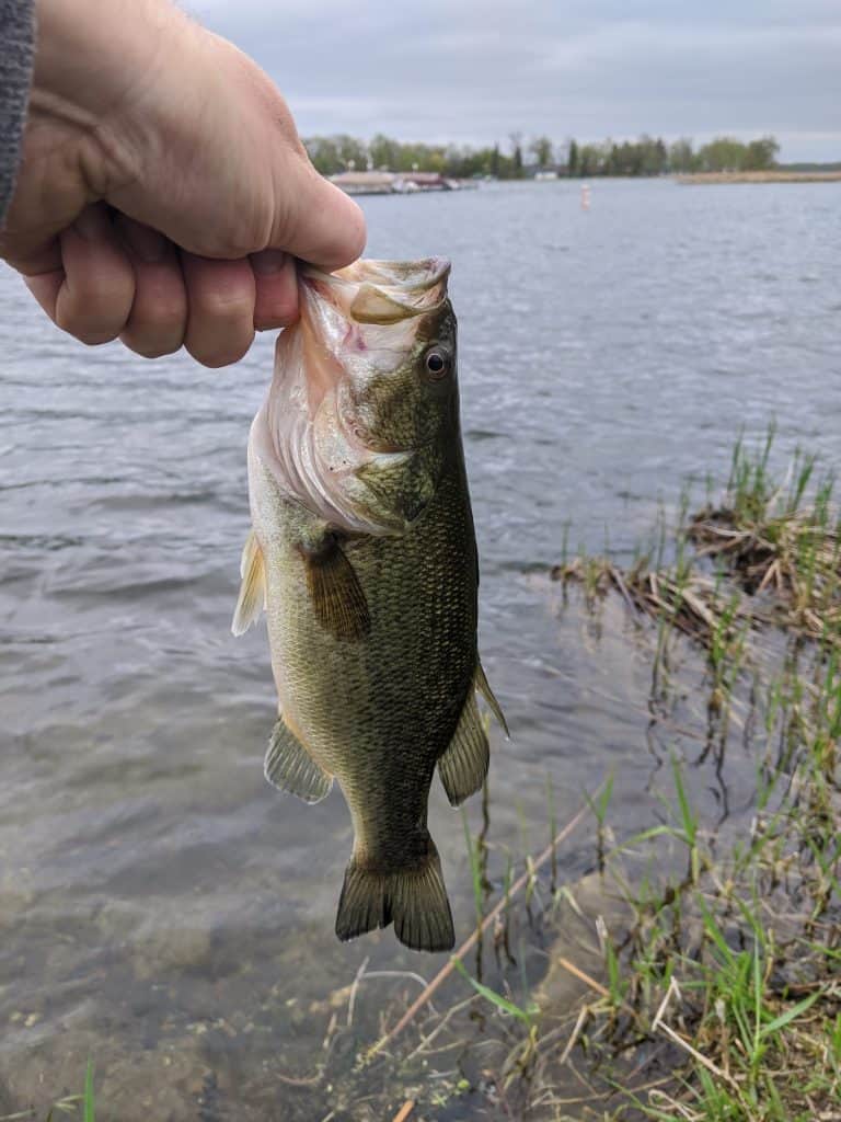 Cold Water Bass Fishing With Confidence Slamming Bass