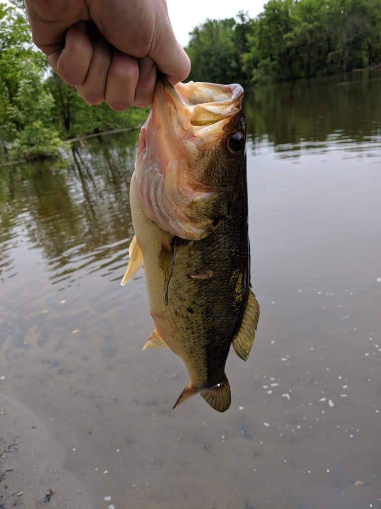 early spring bass fishing