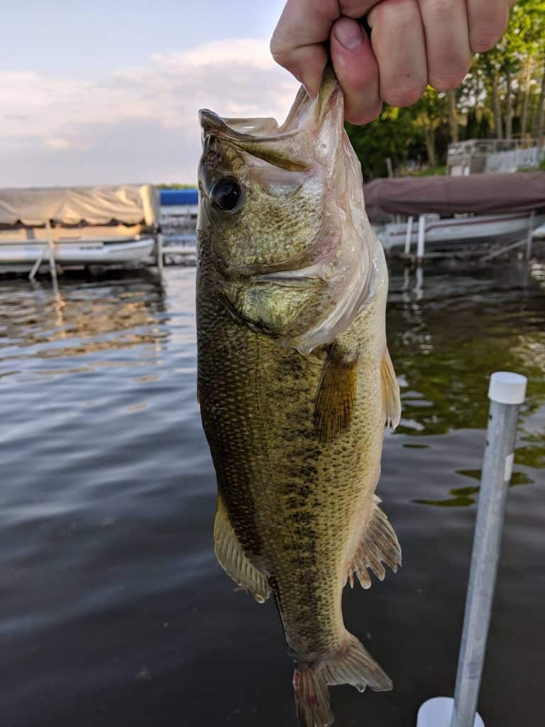 largemouth bass caught while fishing on Big Birch Lake near St. Cloud Minnesota