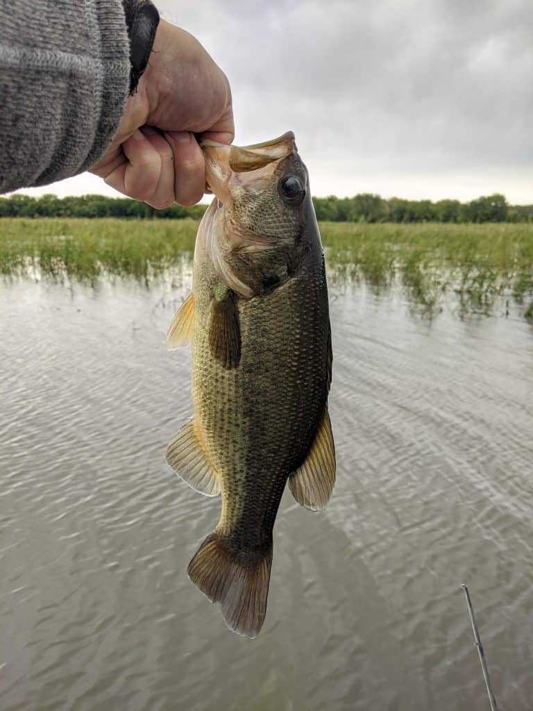 largemouth bass caught during spawning season