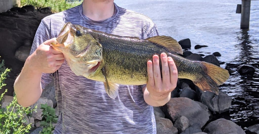 massive 7lb largemouth bass