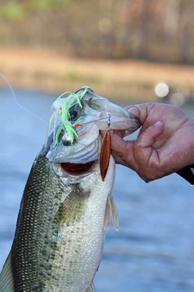 prespawn bass caught with a spinner bait