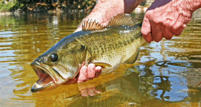 spring bass fishing