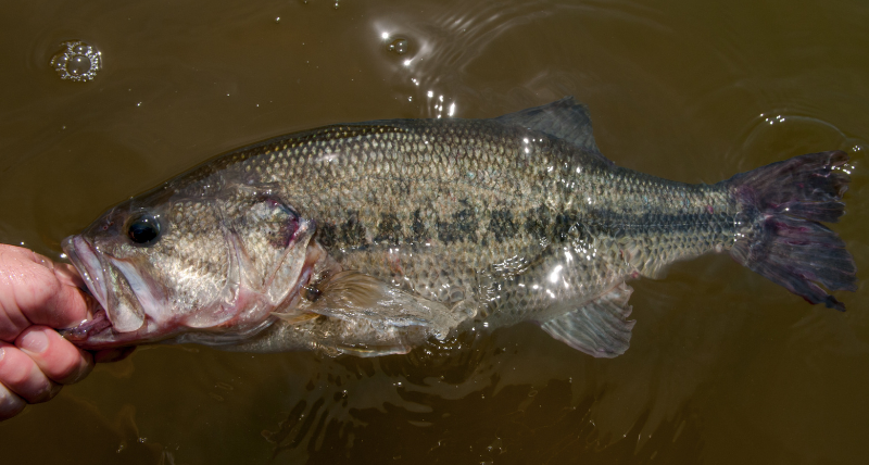 spring bass fishing