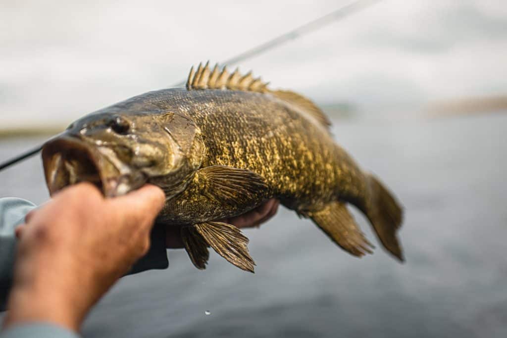 Mille Lacs Smallmouth Tips, smallmouth bass caught on mille lacs lake