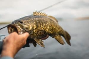 Mille Lacs Smallmouth Tips, smallmouth bass caught on mille lacs lake