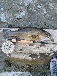 bass caught on flyrod near winona, mn