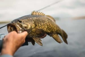 bass fishing near me, smallmouth bass being released back into lake on side of boat.