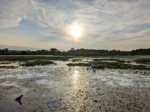 bass fishing weeds, grass and shallow water.