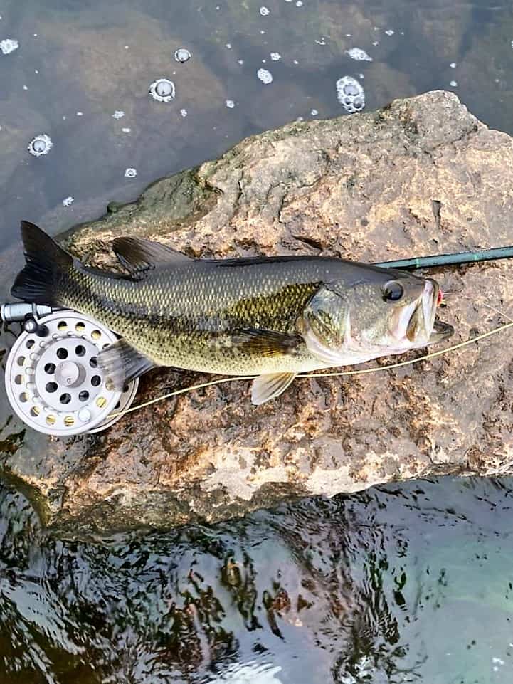 catching bass while it's raining with a fly reel