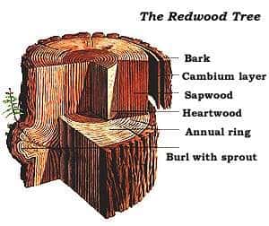redwood tree info