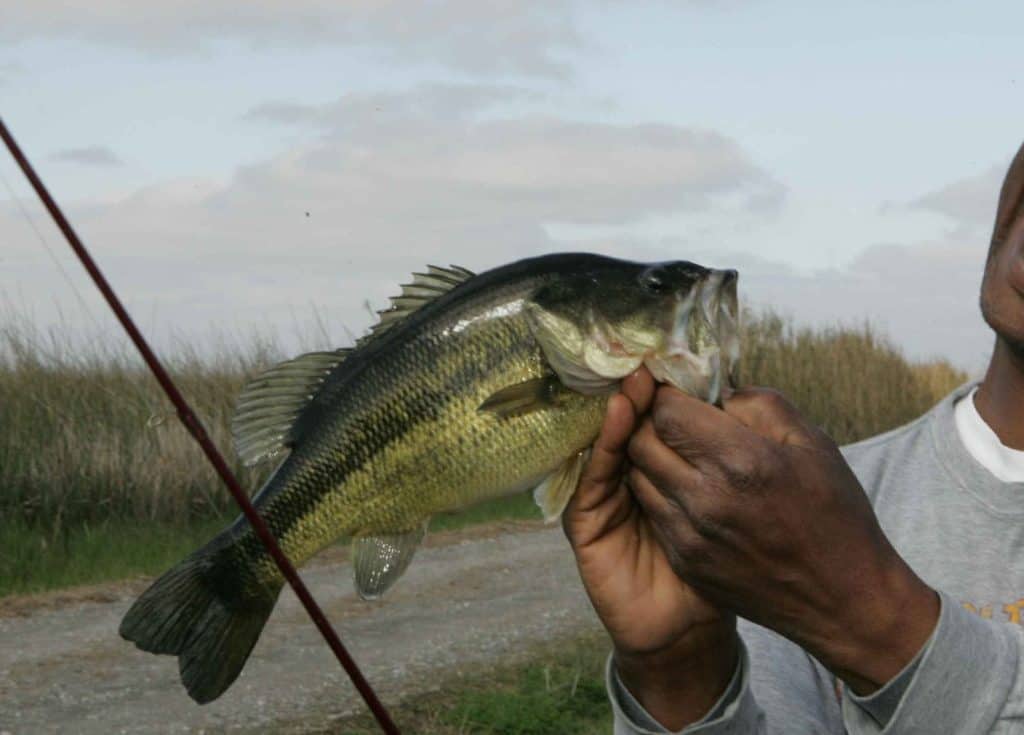 how to hold a bass the angled hold