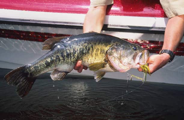 Helpful Tips On How To Hold A Bass Fish Correctly - Slamming Bass