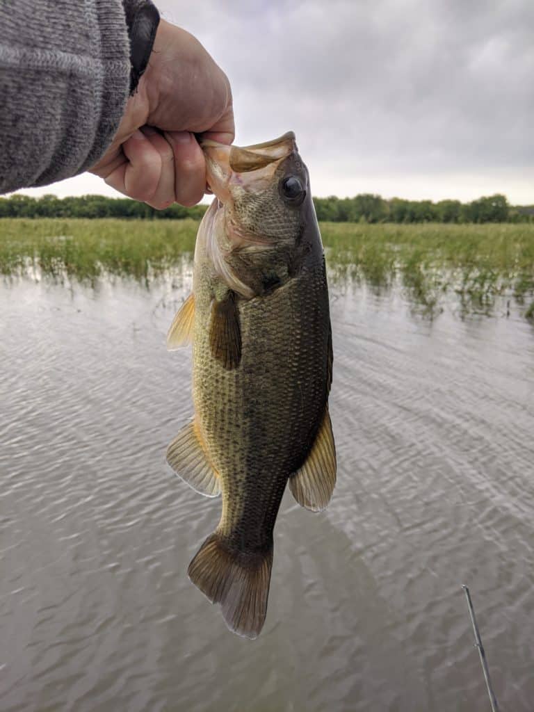 how to hold a bass the vertical hold
