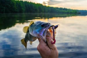 how to hold a bass the angled hold