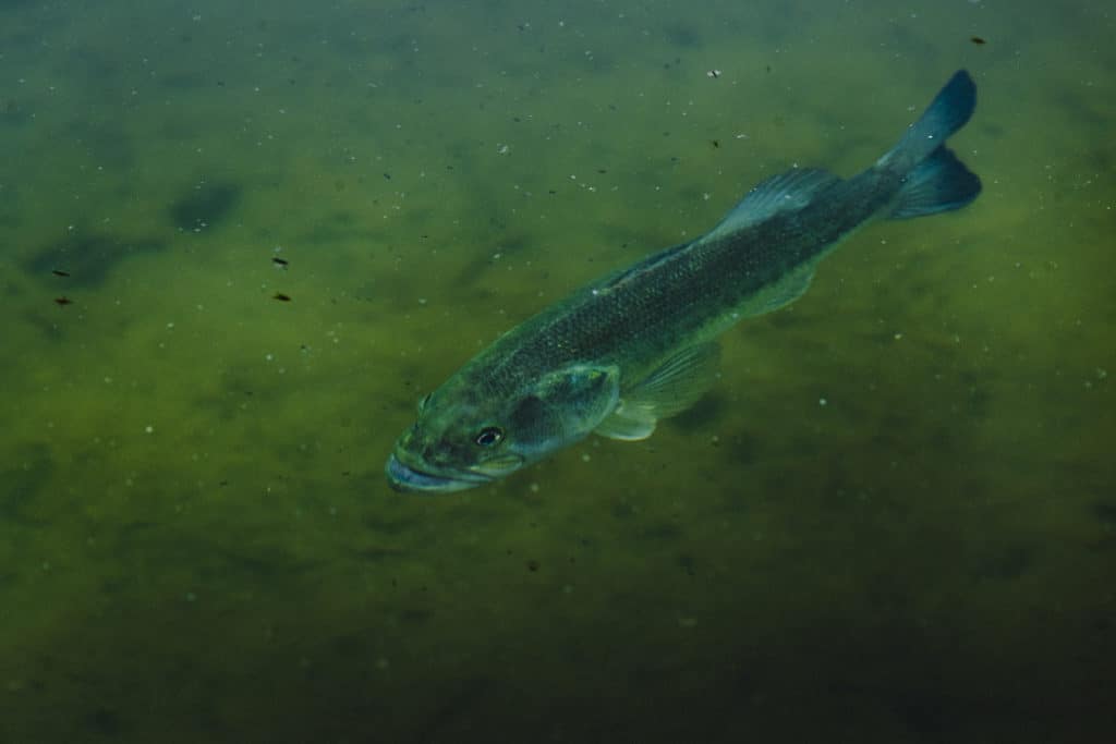 winter bass fishing image of bass swimming underwater