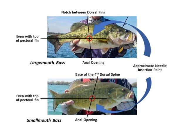 Learn How To Fizz A Bass Safely And Responsibly - How To Fizz A Bass Without A Needle