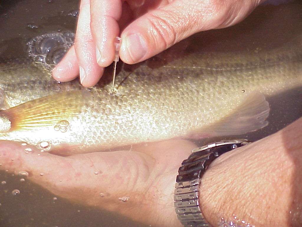Learn How To Fizz A Bass Safely And Responsibly - How To Fizz A Bass Without A Needle