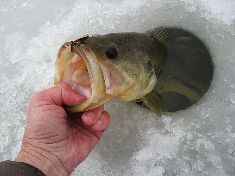 catching bass while ice fishing