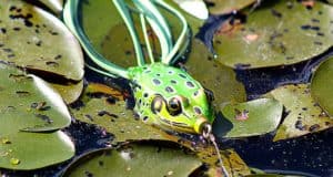 frog fishing for bass