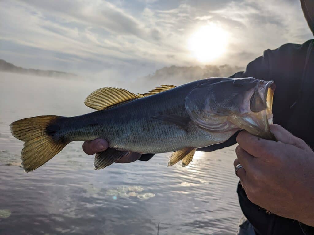 largemouth bass recently caught with lake, treeline, and sun in background at dawn with fog rolling over lake