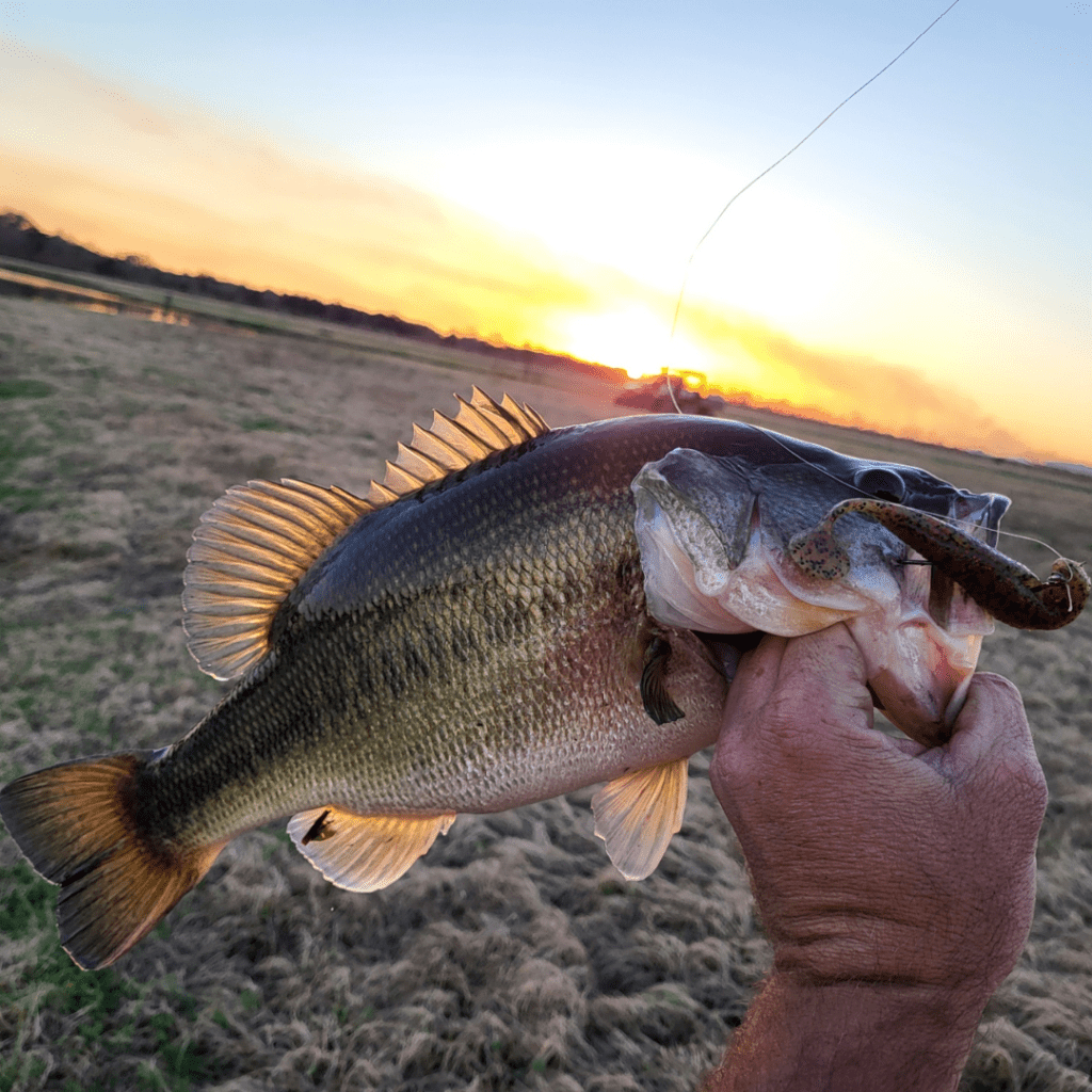 Bass caught at Paloma Lake