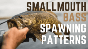 where do smallmouth bass spawn