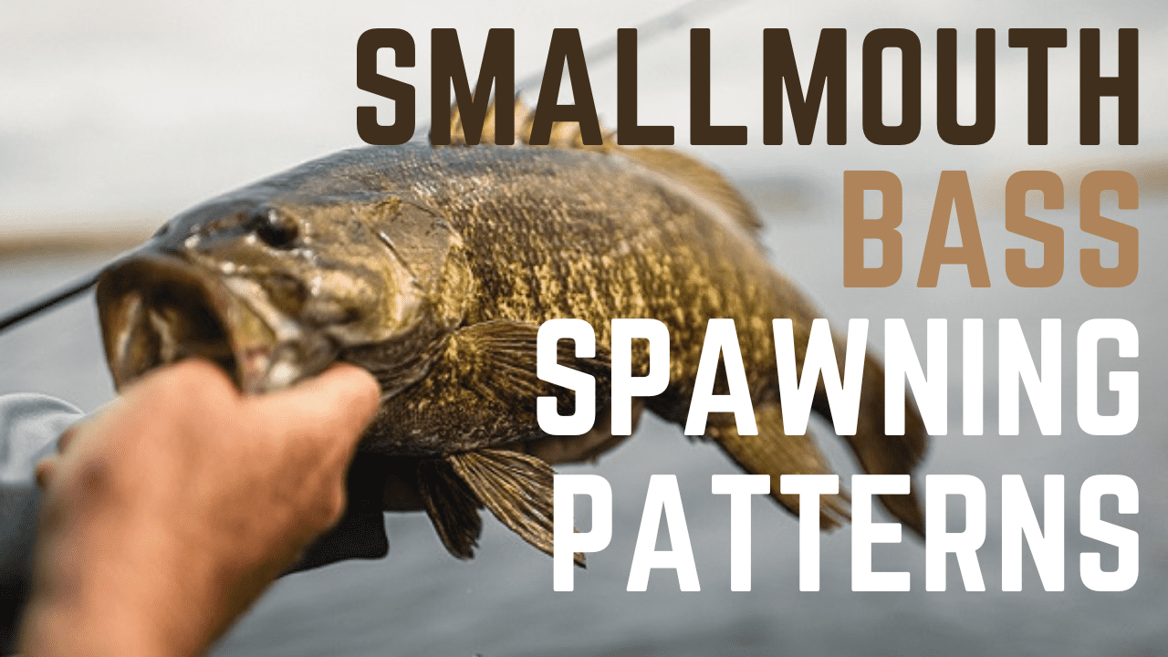 The Intricate Spawning Patterns Of Smallmouth Bass Uncovered