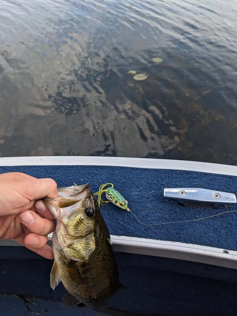 Mastering The Surface: Exploiting Topwater Tactics For Bass Fishing ...
