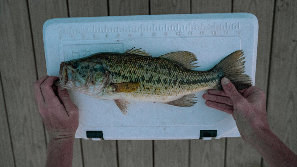 small mouth bass being measure on top of a grizzly 15 boat cooler, using the embossed ruler on the cooler lid