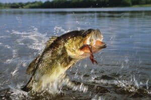 best bass fishing lakes in Kentucky - Bass breaching water with soft plastic coming out of mouth