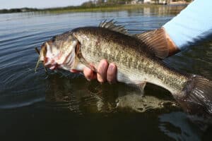 best bass fishing lakes in Kentucky