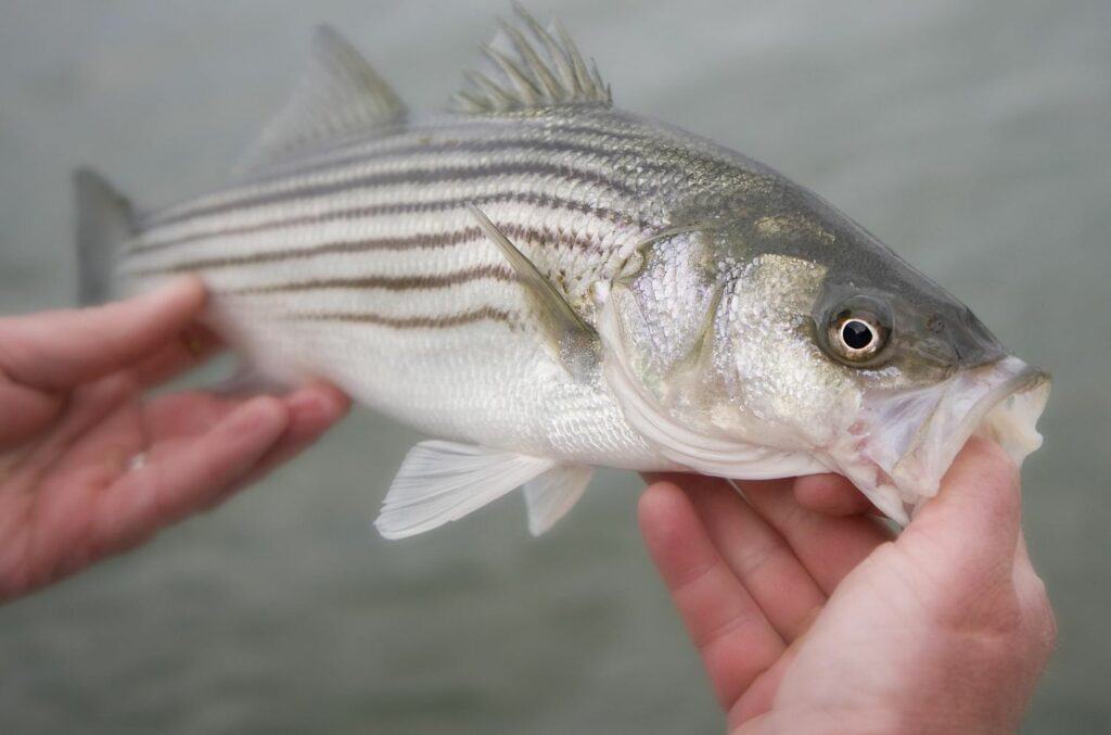 striped bass