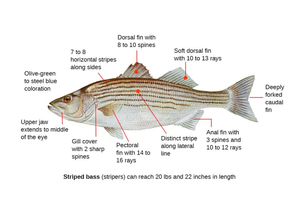 striped bass diagram with identification notations