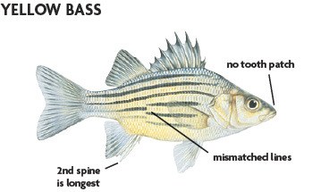 Yellow bass illustration with identification markings