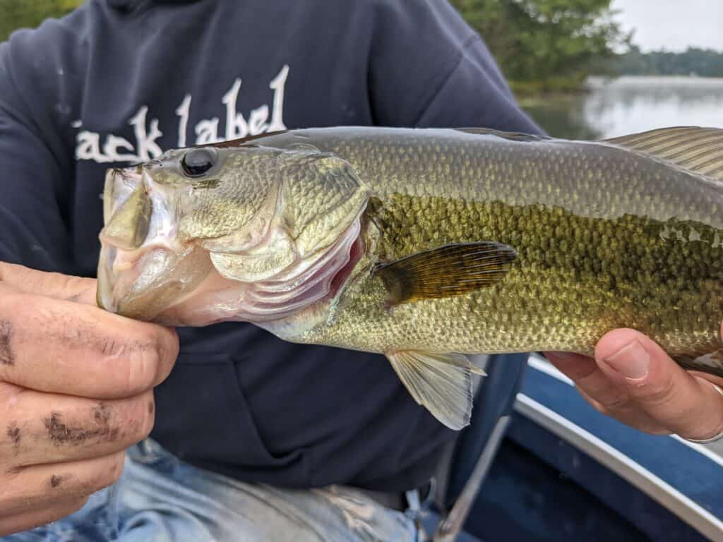 bass fishing for beginners