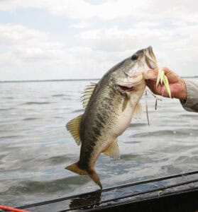 best bass fishing lakes in Pennsylvania, recently caught spotted largemouth bass in Presque Isle Bay