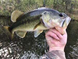 best bass fishing lakes in Washington - Lake Tapps
