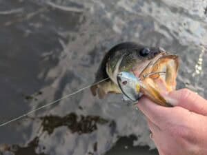 what bait is good for bass - largemouth bass caught with a whopper plopper, bait still in mouth