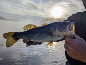 April bass fishing