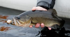 bass fishing in march