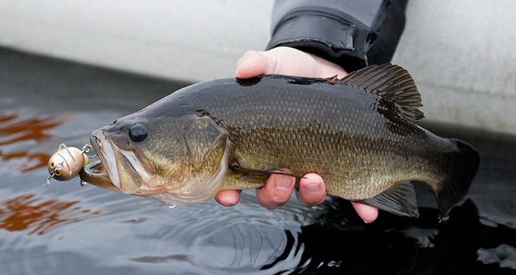 bass fishing in march