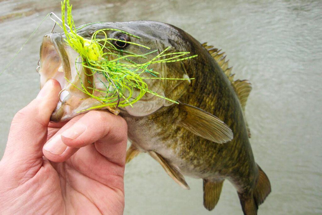 how to use a spinnerbait bass caught with spinnerbait still in mouth